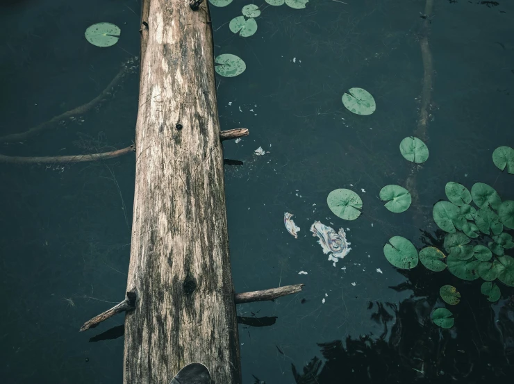 there are some leafs on the log in the water