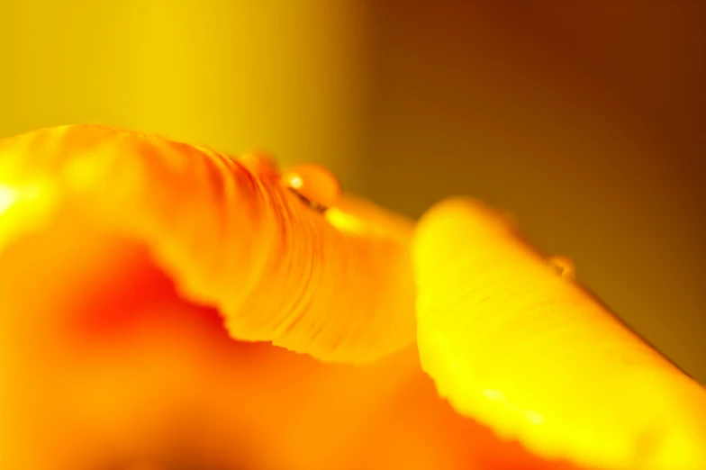 a yellow flower with water droplets is shown