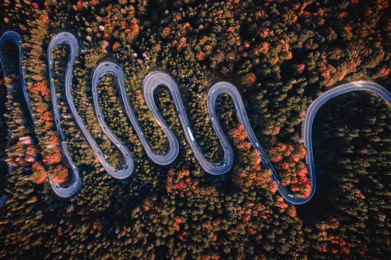 aerial view of four snake tails forming a circle