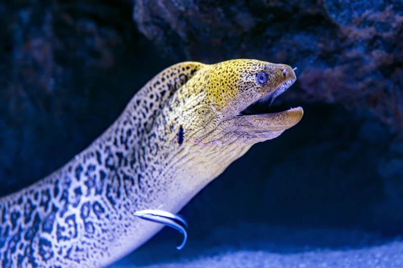 a small leopard is playing with rocks in a cave