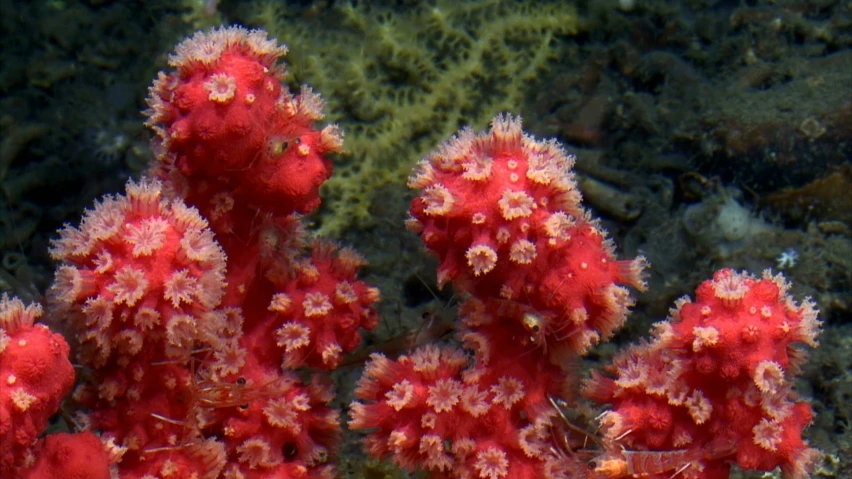 several red and white corals with brown underseals
