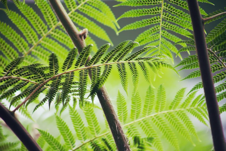 leaves of fern in the sunlight, seen from outside