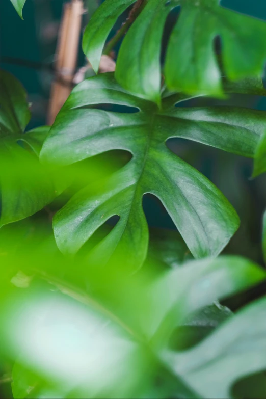 leaves from the green plants with sunlight coming through them