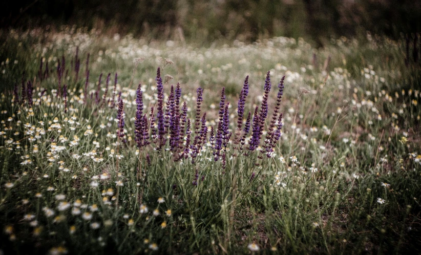 some lavender flowers are growing on the green grass