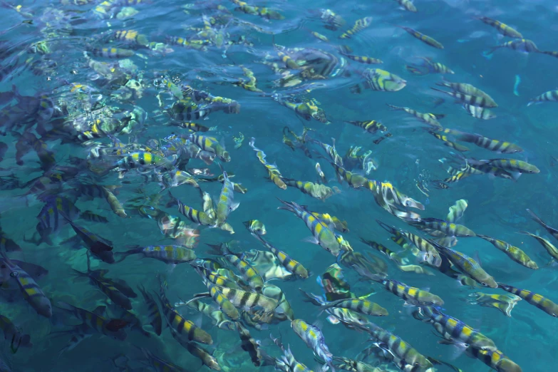 a bunch of fish swimming through the ocean