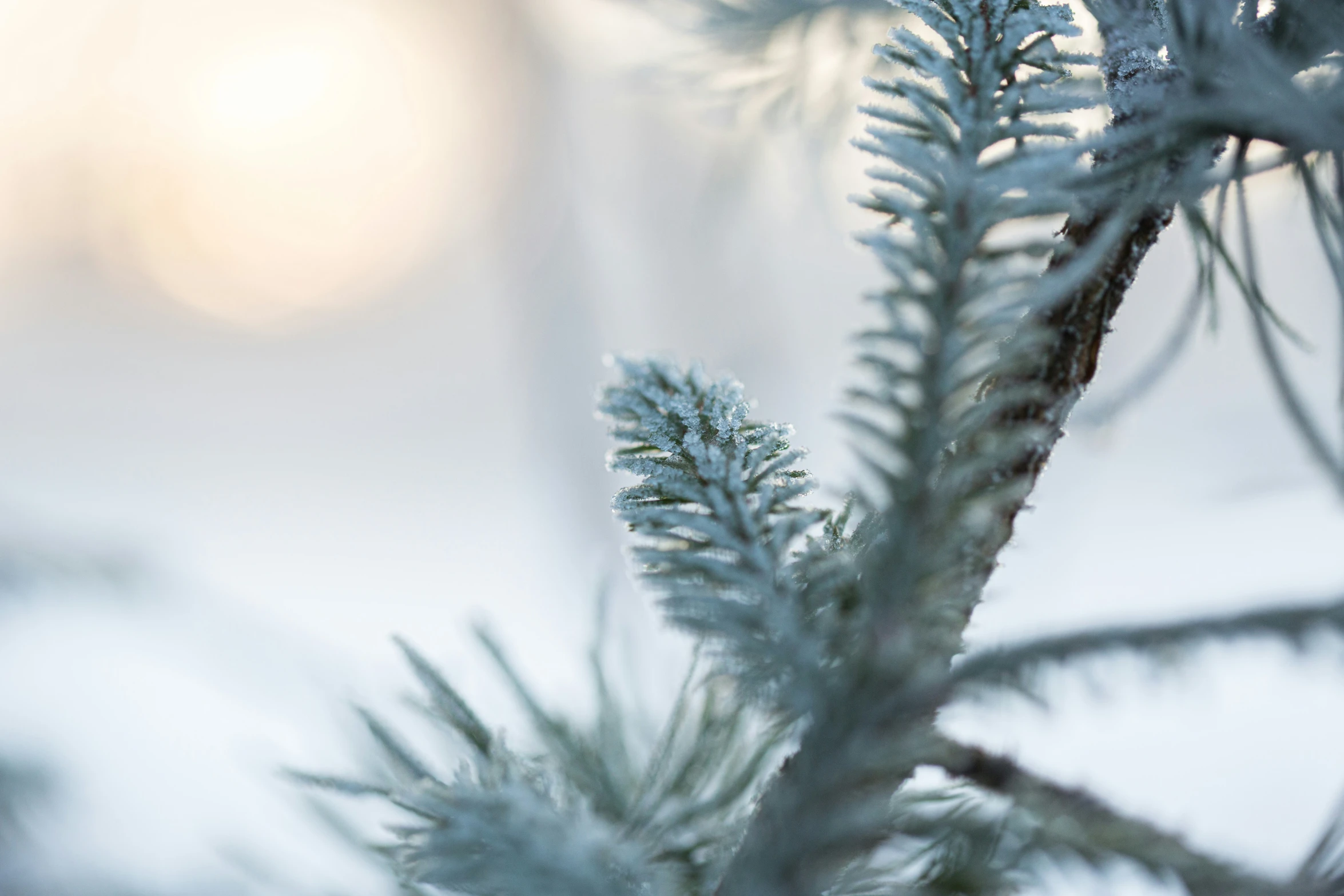 close up of snow covered nches of a pine tree