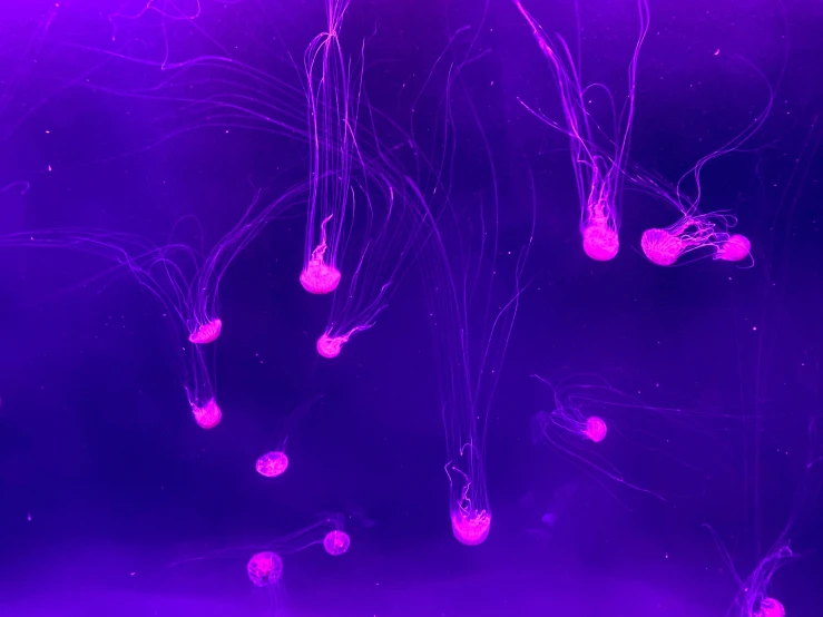 a group of jellyfish swimming on water