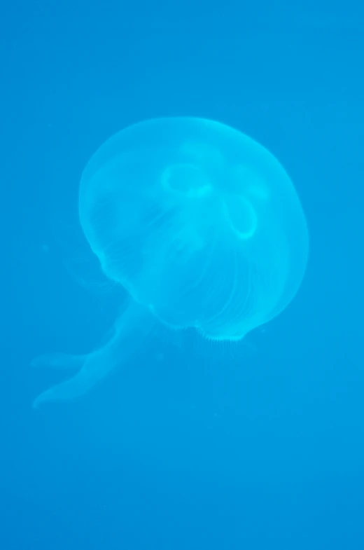 a jellyfish is floating in blue water