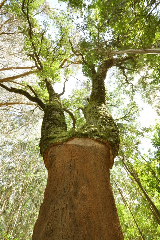 a very tall tree with a strange looking trunk