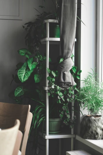 a chair next to some plants and a window