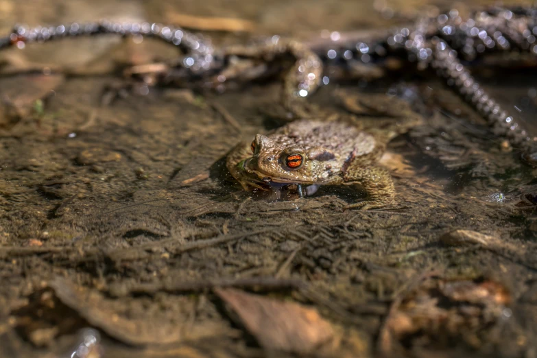 a frog is resting on the ground in a dle