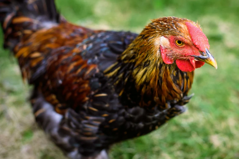 a brown and red rooster with yellow feathers