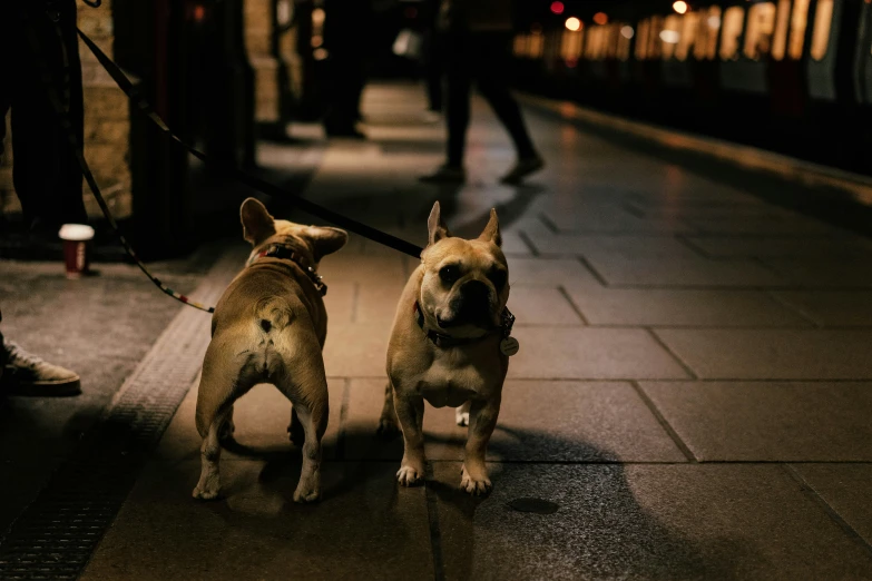 two dogs are standing on the side walk