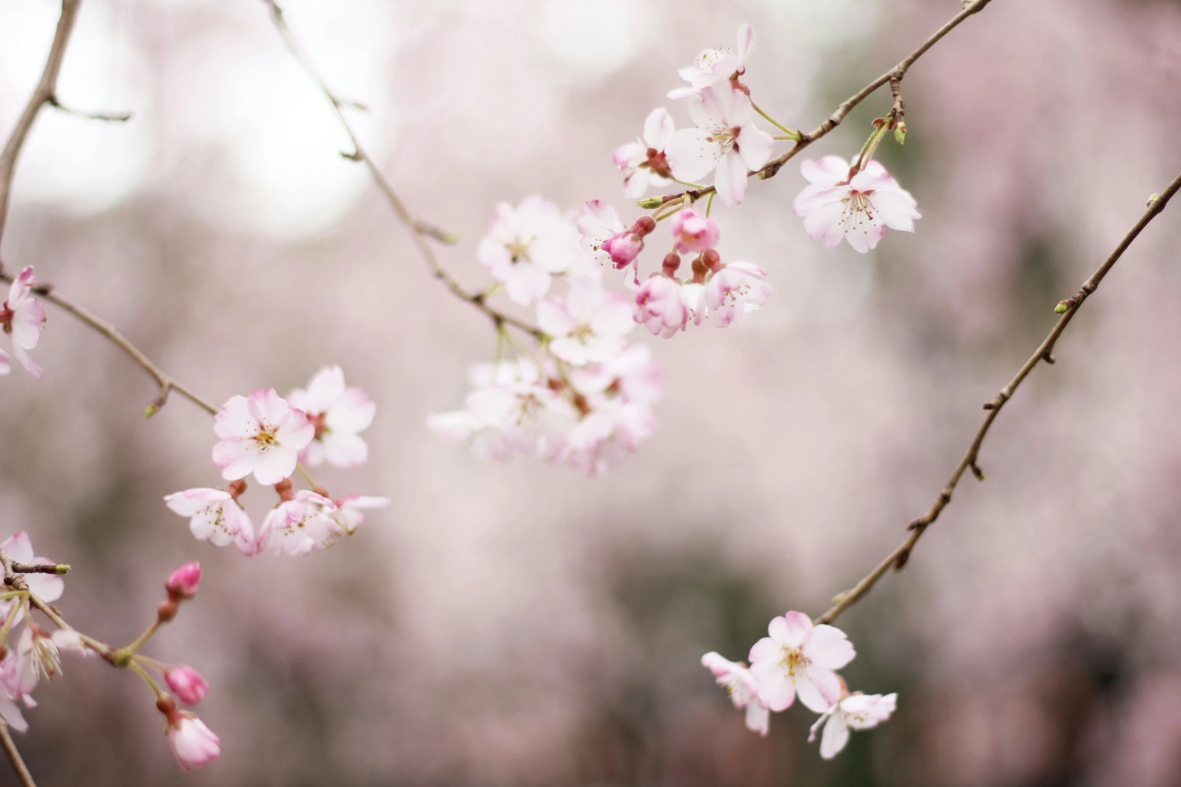 the pink blossoms are blooming in the park