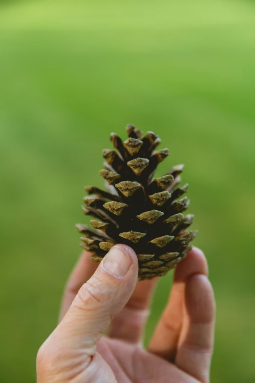 a person holding a small pine cone in their hand