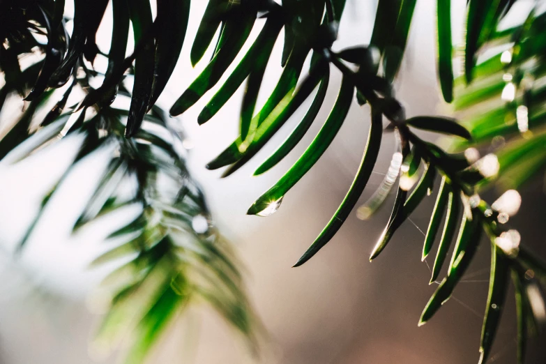 the top of a green plant with small white drops