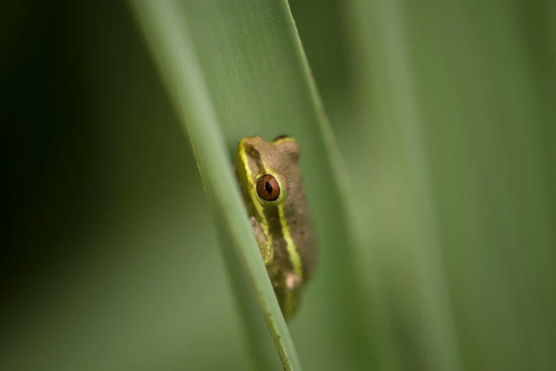 a frog is seen in the grass looking out over its shoulder