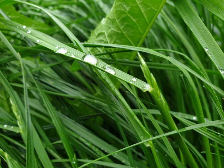 some raindrops on a plant with leaves in the background