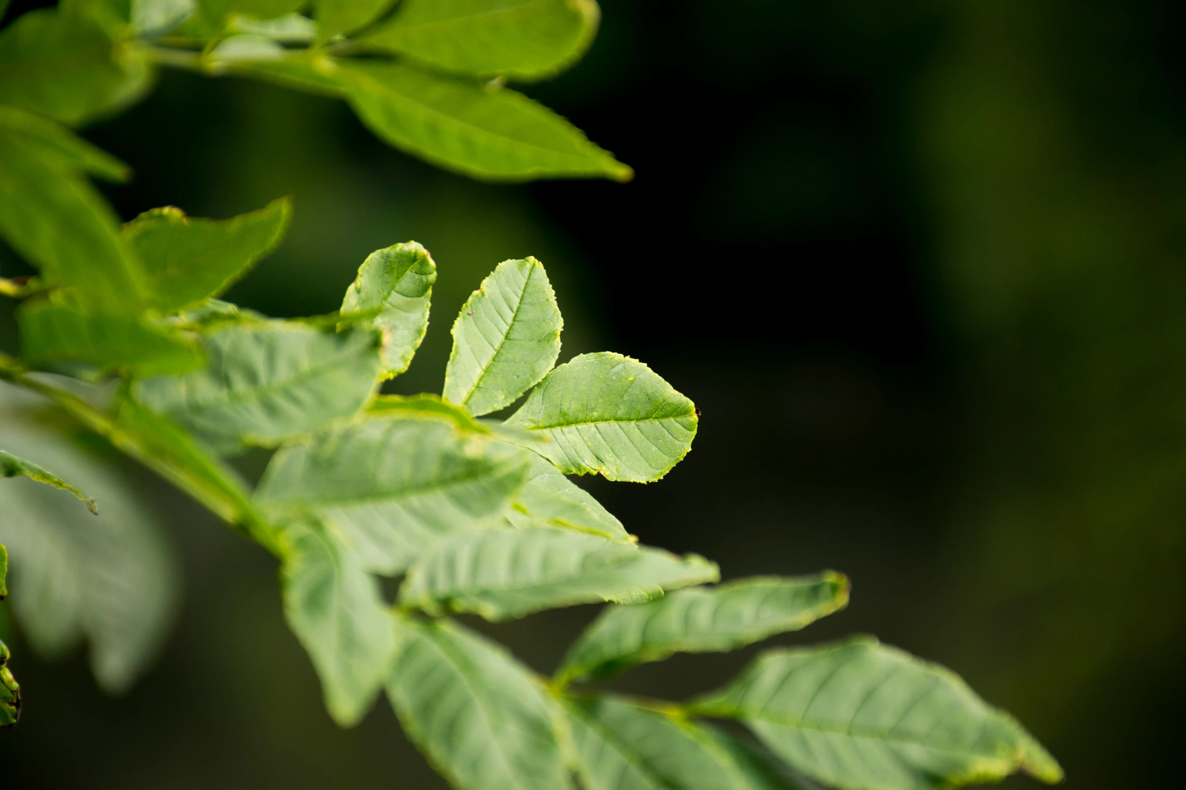 the view of a leaf from underneath