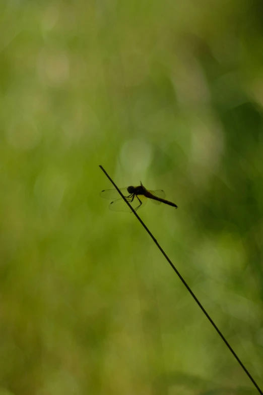 a large insect is sitting on a thread