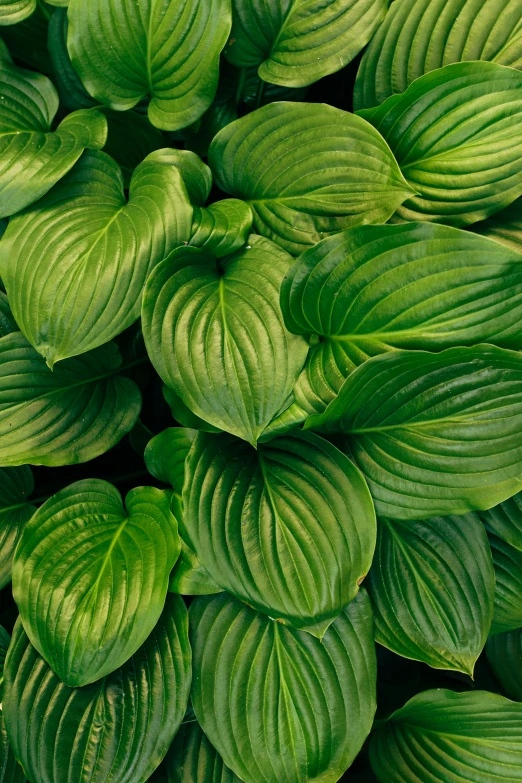 closeup of green leaves and plants with white markings