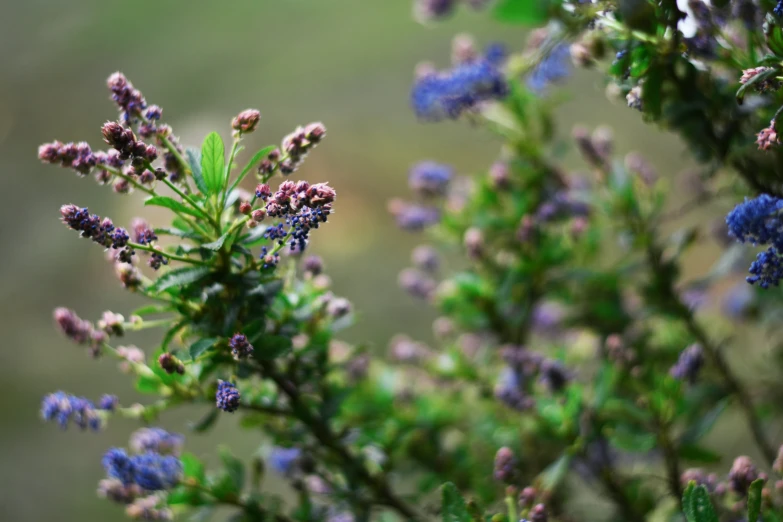 a close up picture of small purple flowers