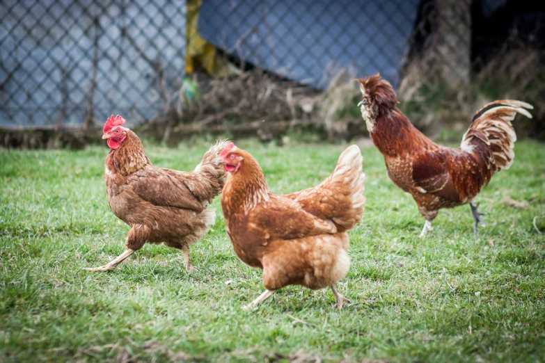 several chickens are standing in the grass and looking at each other