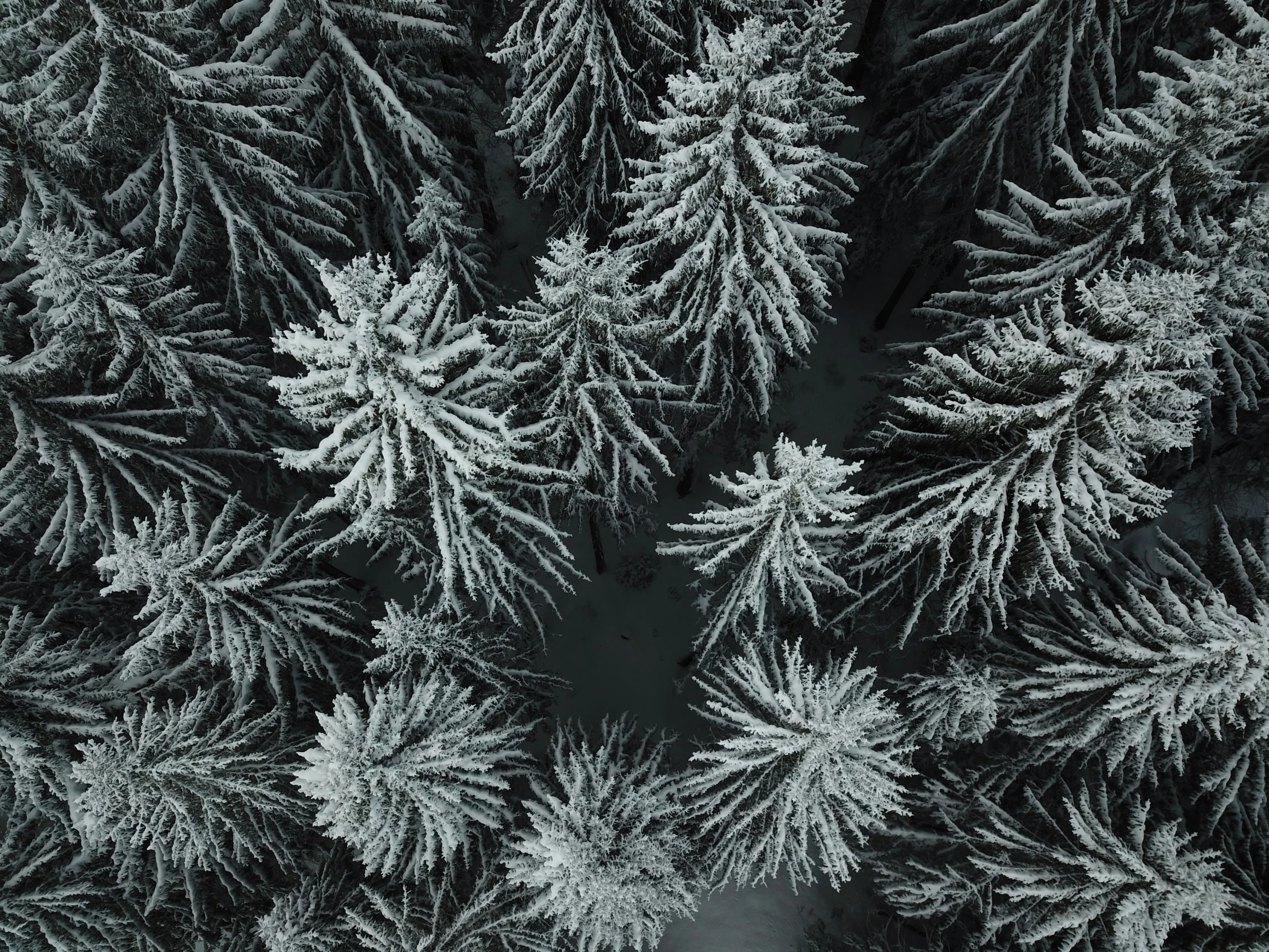 an aerial po of snow covered trees