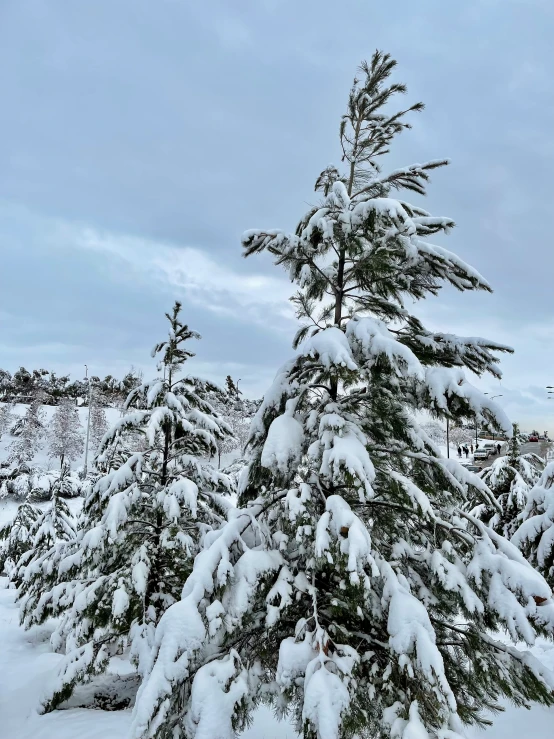 a snowy mountain with many evergreen trees