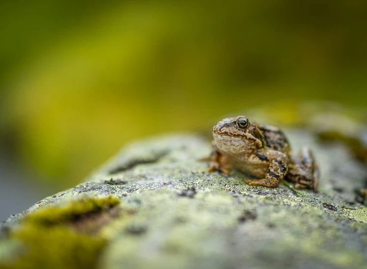 a frog is perched on the leaf and it's nose is sticking out of his hole