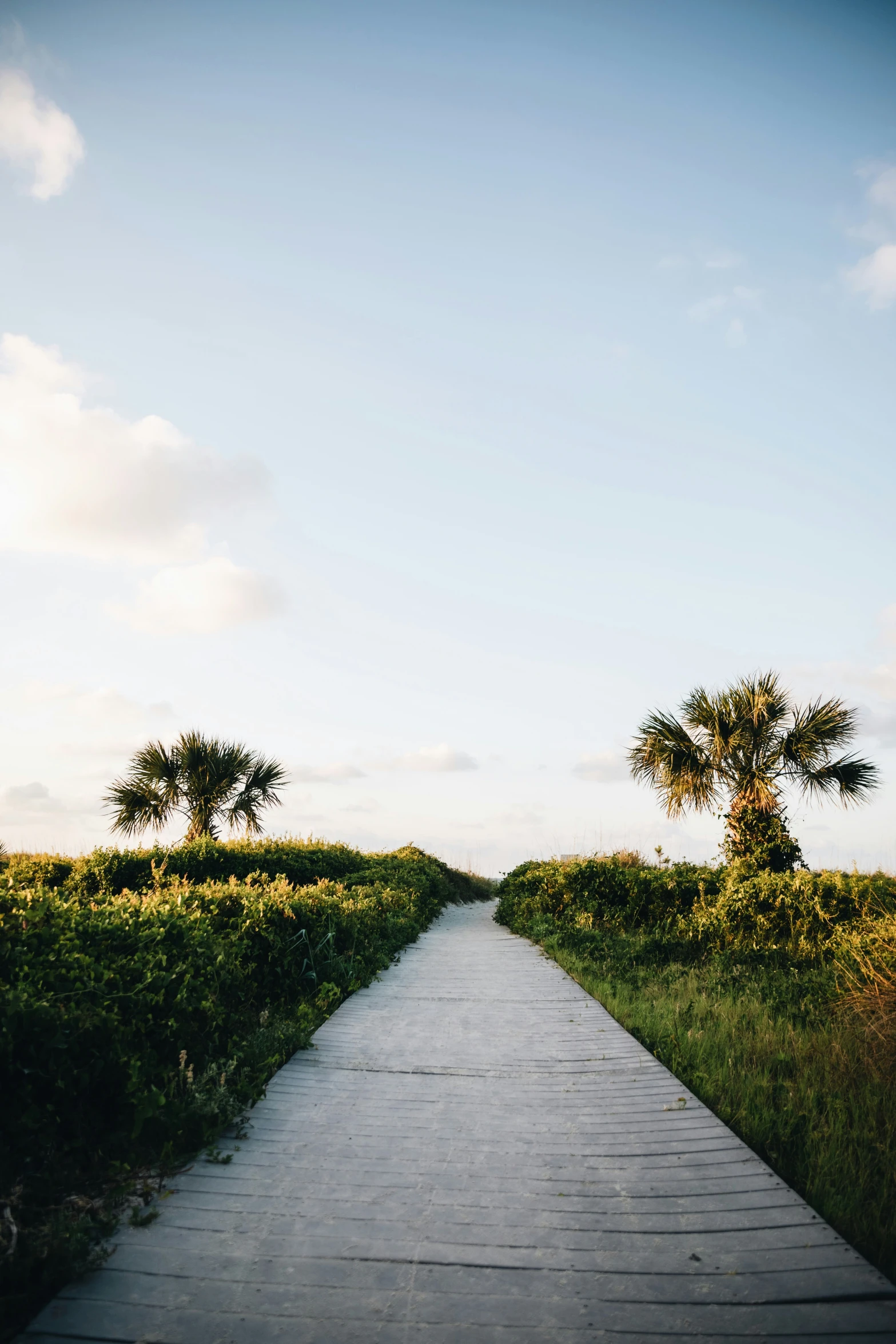 a pathway between palm trees and a field