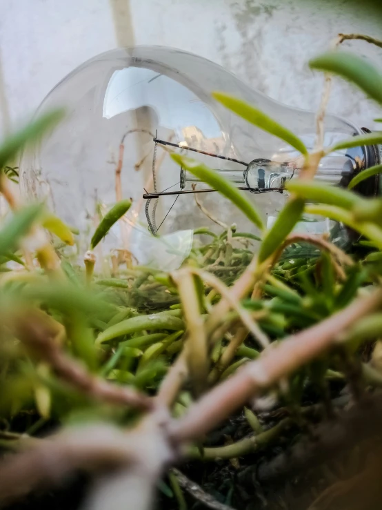 a small bubble like plant growing near a light fixture