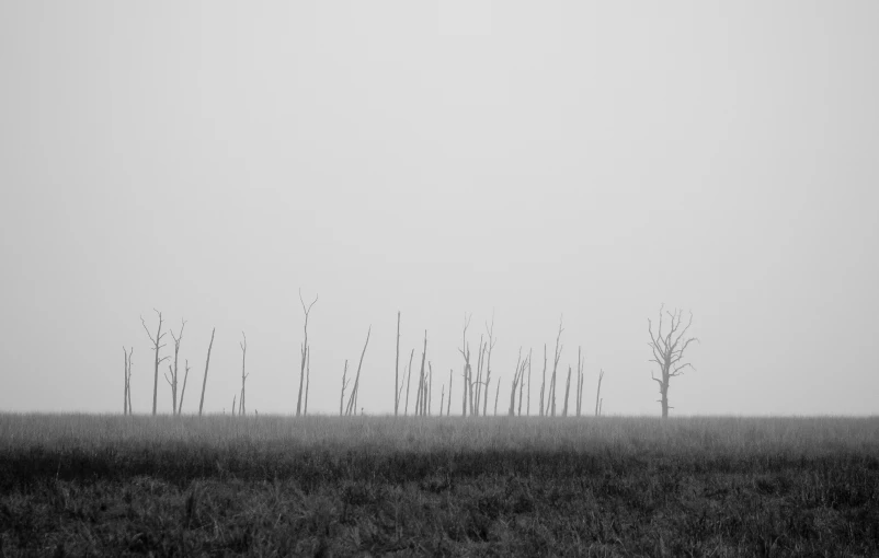 an empty field with trees in the background