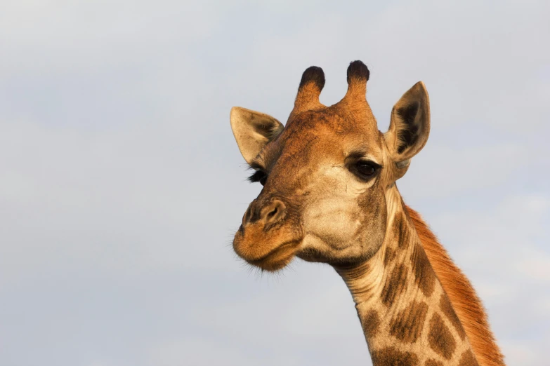 a close up view of the head and neck of a giraffe