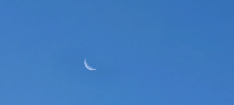 a bird flying in a clear blue sky with the moon visible