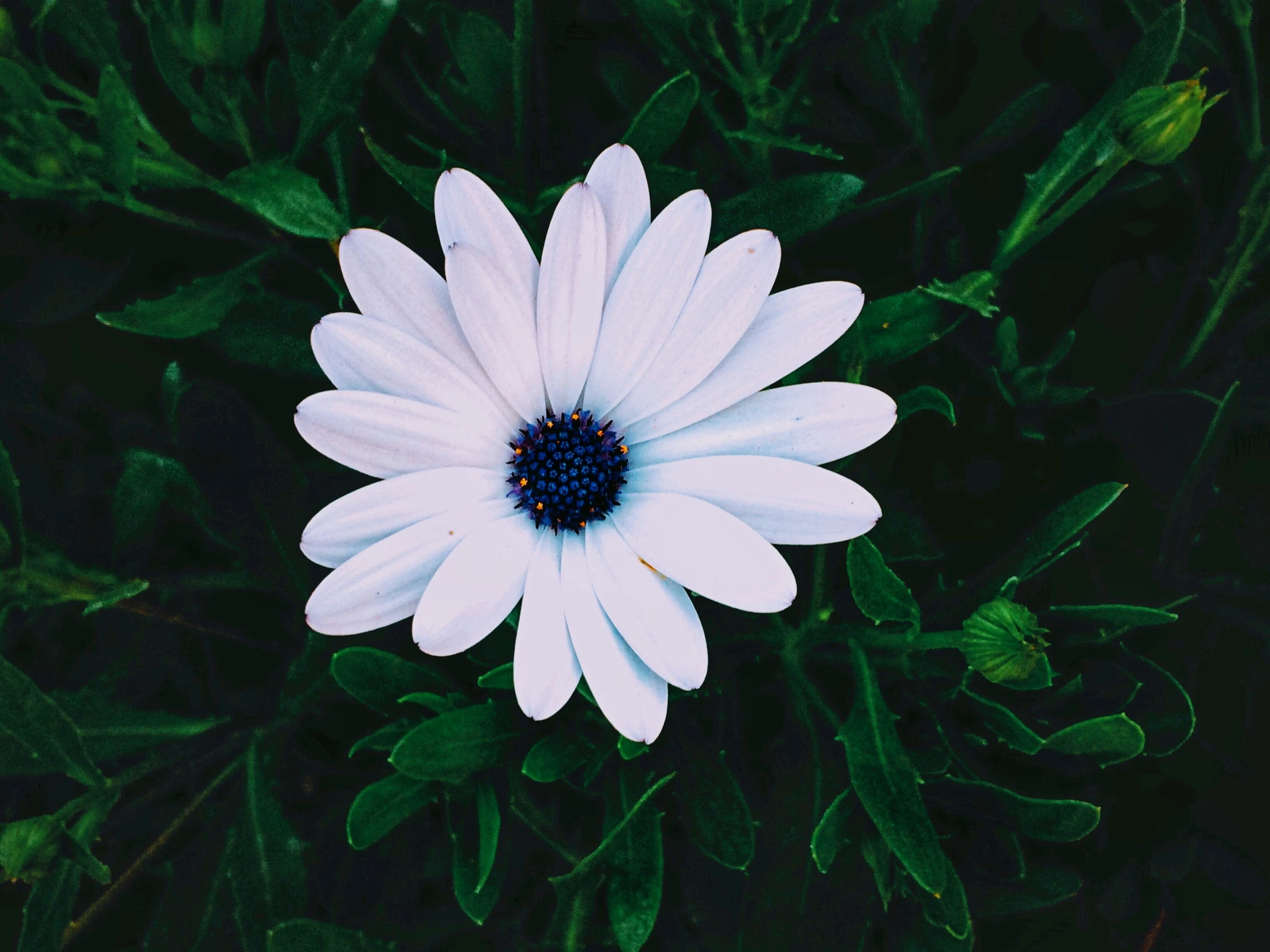 an odd looking flower sitting among greenery