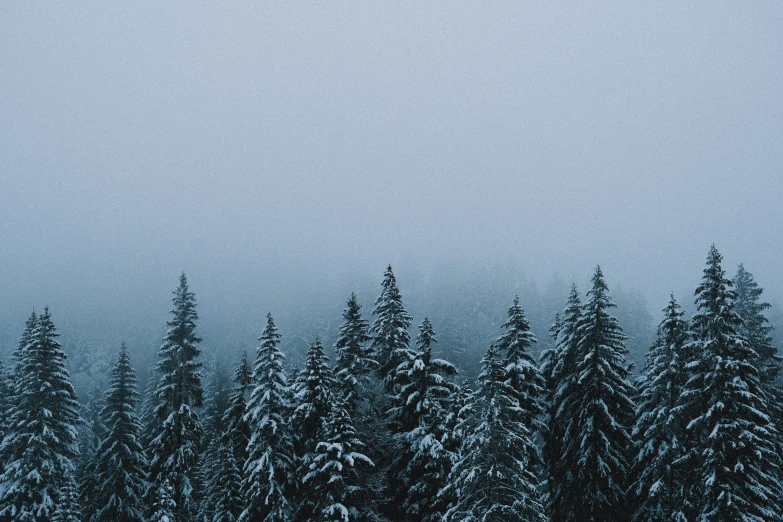 some trees in the snow and some snow in the air