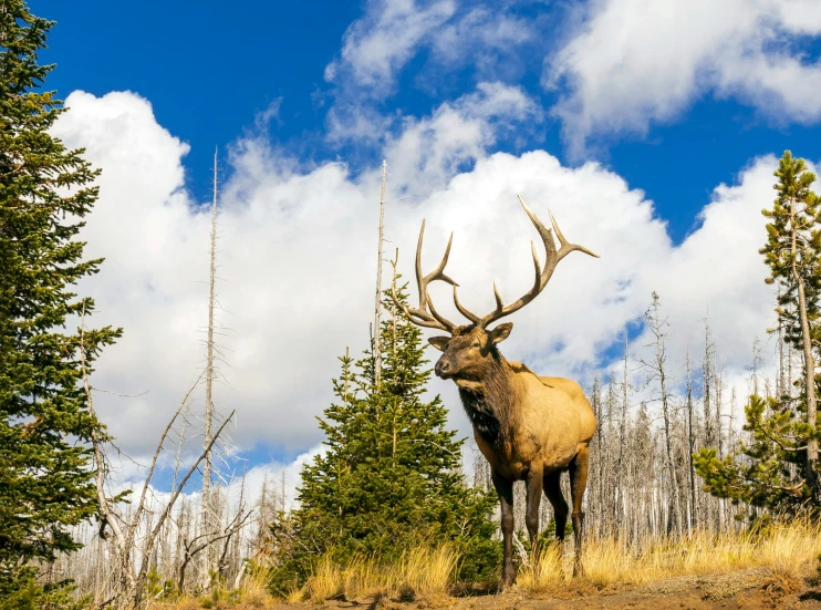 a stag standing in front of trees on a grassy hill