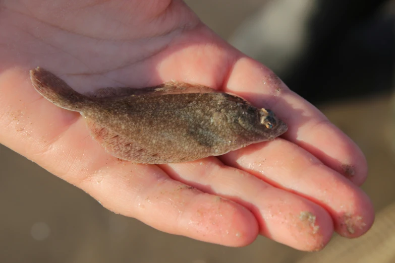 a person holding an animal in their palm