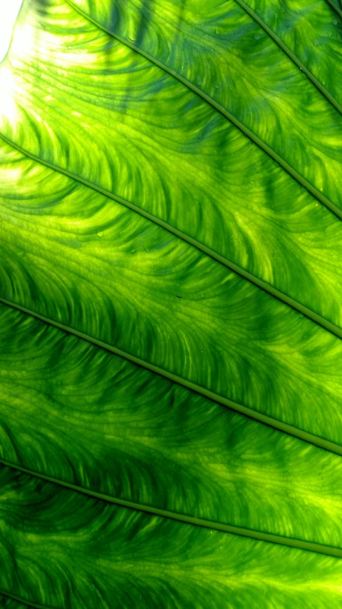 the large, green leaf has been painted with light