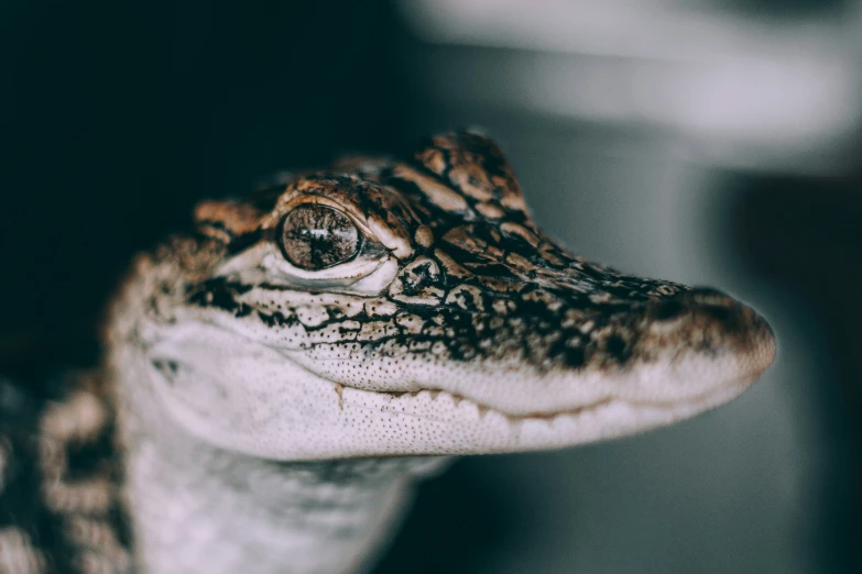 an image of a close up of a reptile