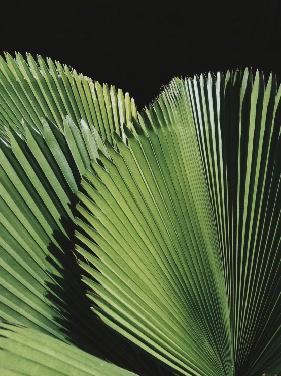 green leaves from a large tree in the dark