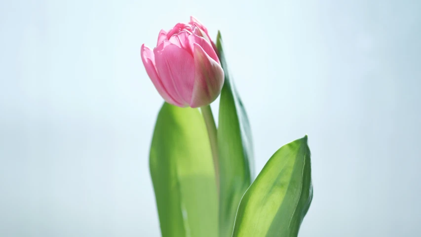 a pink flower is blooming inside a vase