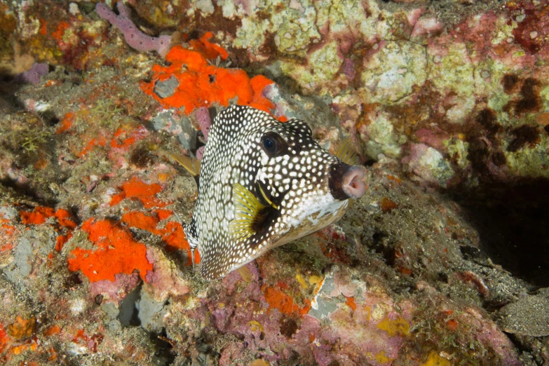 a black and white fish sitting on the reef