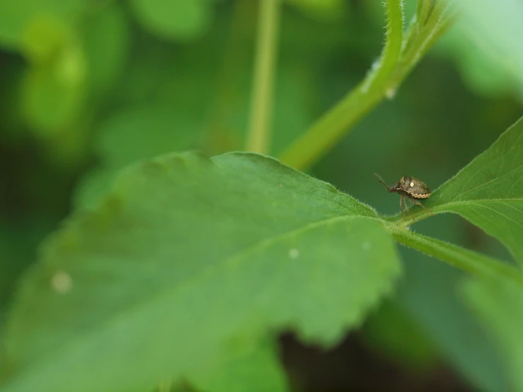 a fly sitting on a green leaf with droplets of water