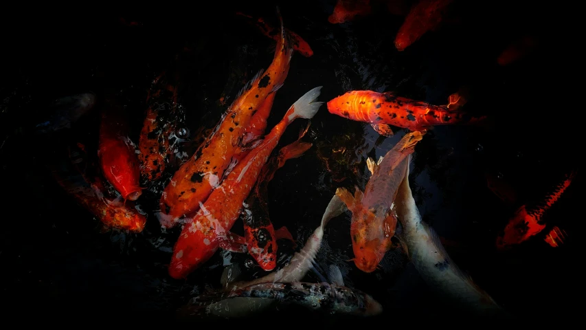 an image of several fish swimming in water