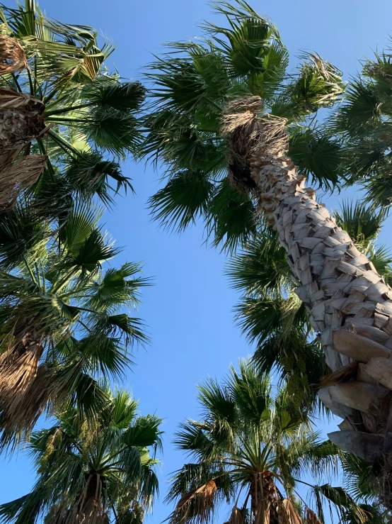 palm trees looking up at the blue sky