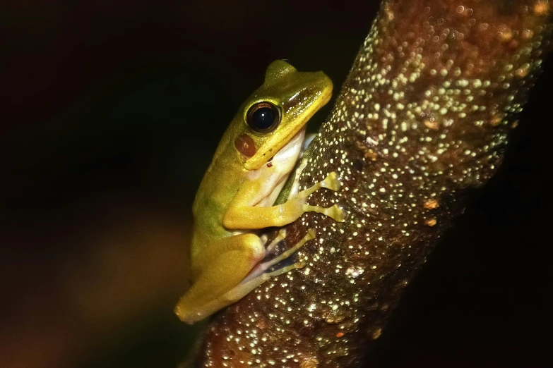 a close up of a frog on a nch