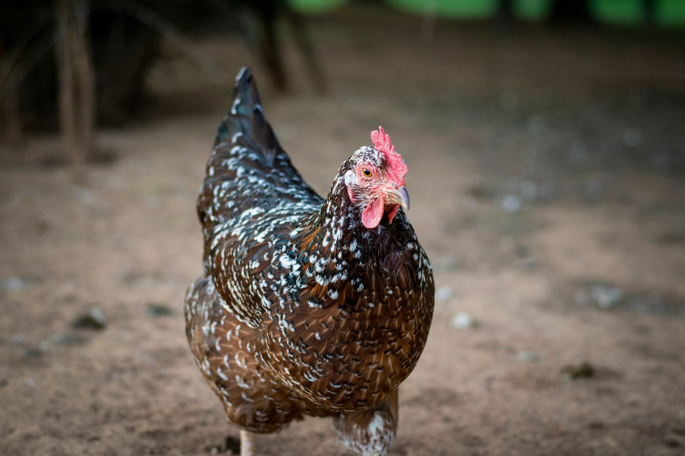 a rooster is standing on the ground by itself