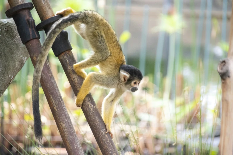 a small monkey hanging on to wooden poles